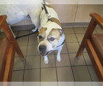 Small Staffordshire Bull Terrier