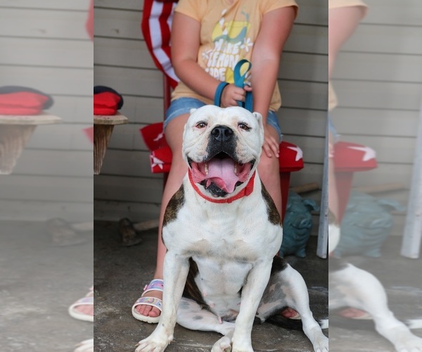 Medium Photo #1 American Bulldog Puppy For Sale in FAIR GROVE, MO, USA