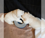 Small Photo #15 English Cream Golden Retriever Puppy For Sale in BEREA, KY, USA
