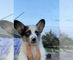 Small #2 Aussie-Corgi
