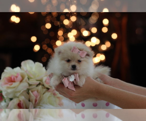 Medium Photo #3 Pomeranian Puppy For Sale in TAMPA, FL, USA