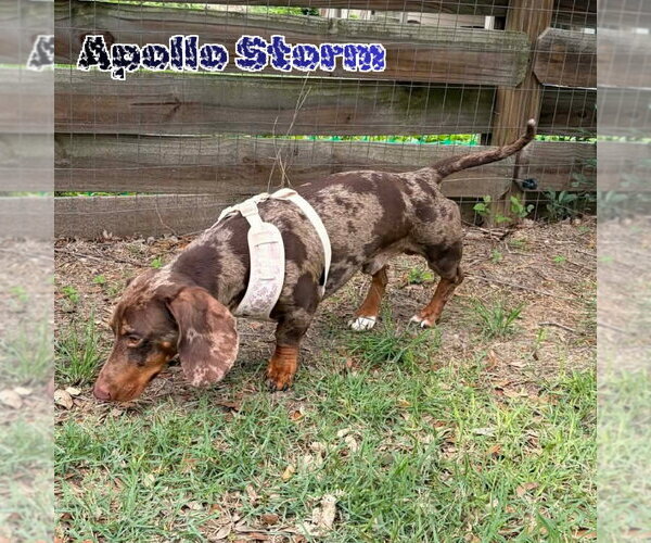 Medium Photo #4 Dachshund Puppy For Sale in San Antonio, TX, USA