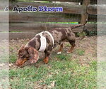 Small #3 Dachshund