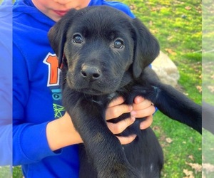 Labrador Retriever Puppy for sale in LEXINGTON, VA, USA