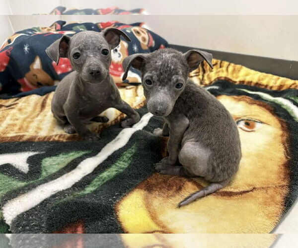 Medium Photo #5 Chihuahua-Unknown Mix Puppy For Sale in phoenix, AZ, USA