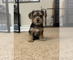 Small #2 Yorkshire Terrier