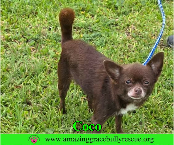 Medium Photo #1 Chihuahua Puppy For Sale in Milton, FL, USA