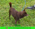 Small #1 Chihuahua