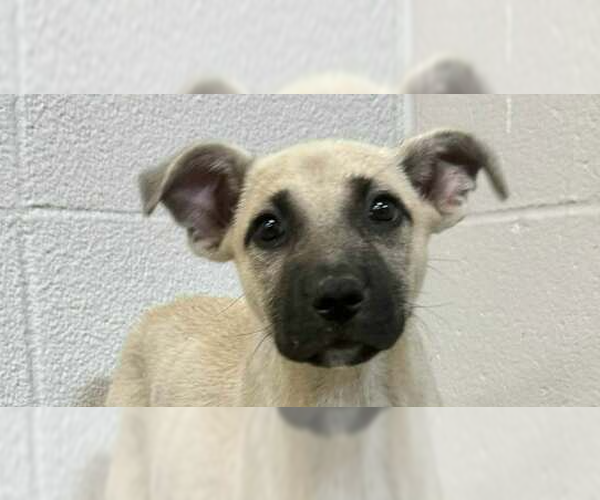 Medium Photo #5 Mutt Puppy For Sale in Abbeville, LA, USA