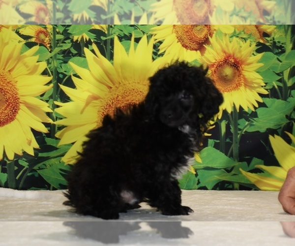 Medium Photo #34 Poodle (Toy) Puppy For Sale in DYERSBURG, TN, USA
