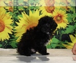 Jasper - Male Poodle (Toy) Puppy for Sale - Photo #34