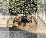 Small Photo #2 Airedale Terrier Puppy For Sale in HAMPTON, GA, USA