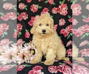 Goldendoodle (Miniature) Puppy for sale in NEW PROVIDENCE, PA, USA