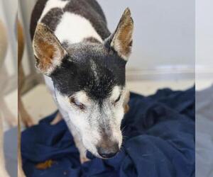 Chihuahua-Unknown Mix Dogs for adoption in San Antonio, TX, USA
