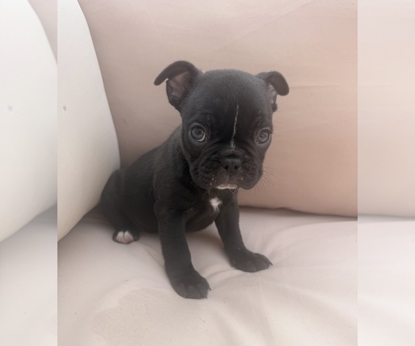 Medium Photo #8 Faux Frenchbo Bulldog Puppy For Sale in RENO, NV, USA