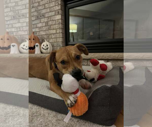 Medium Photo #10 Labrador Retriever-Unknown Mix Puppy For Sale in Sheboygan, WI, USA