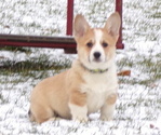 Small Photo #1 Pembroke Welsh Corgi Puppy For Sale in PORT BYRON, NY, USA