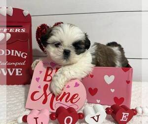 Shih Tzu Puppy for sale in JASONVILLE, IN, USA