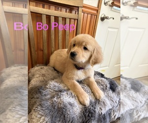 Golden Retriever Puppy for sale in PUYALLUP, WA, USA