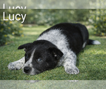 Small #4 Australian Cattle Dog-Border Collie Mix