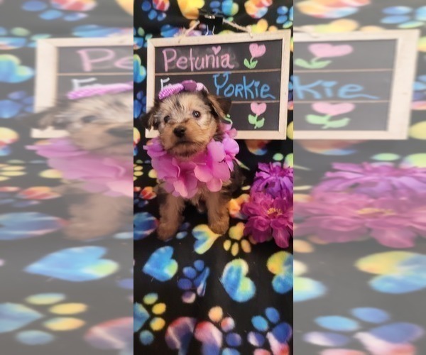 Medium Photo #68 Yorkshire Terrier Puppy For Sale in AKRON, OH, USA