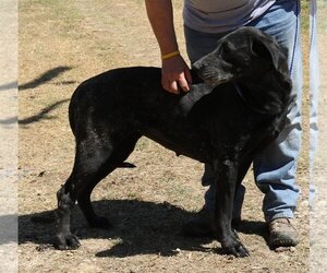 Plainer - Female Great Dane-Unknown Mix Dog for Adoption - Photo #3