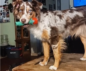 Mother of the Australian Shepherd puppies born on 04/04/2025