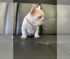 French Bulldog Puppy for sale in CLEVELAND, OH, USA