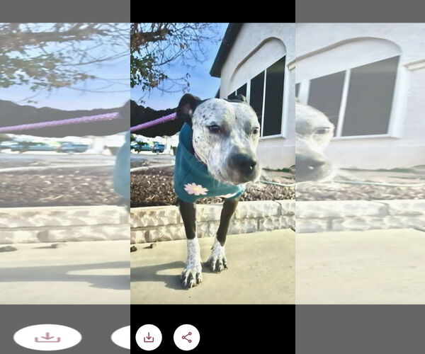 Medium Photo #2 American Pit Bull Terrier-Unknown Mix Puppy For Sale in Chandler, AZ, USA
