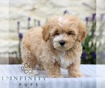 Small #3 Maltipoo