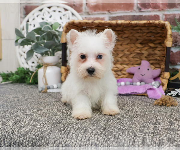 Medium Photo #1 Poodle (Toy)-West Highland White Terrier Mix Puppy For Sale in SYRACUSE, IN, USA