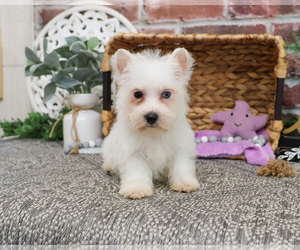 Poodle (Toy)-West Highland White Terrier Mix Puppy for sale in SYRACUSE, IN, USA