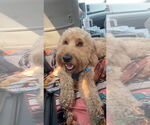 Small Labradoodle