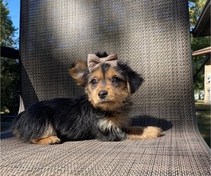 Morkie Puppy for sale in RICHMOND, MI, USA