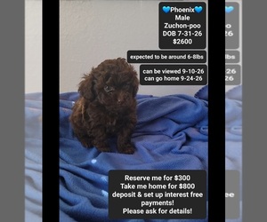 Poodle (Toy)-Zuchon Mix Puppy for sale in TUCSON, AZ, USA