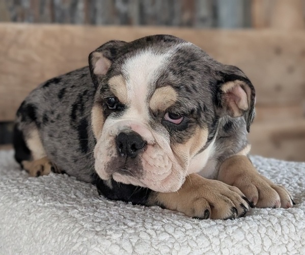 Medium Photo #10 English Bulldog Puppy For Sale in GOSHEN, IN, USA