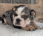 Small #9 English Bulldog