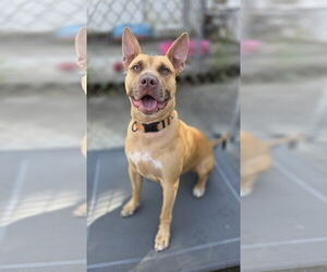 Carolina Dog-Pharaoh Hound Mix Dogs for adoption in Rockaway, NJ, USA
