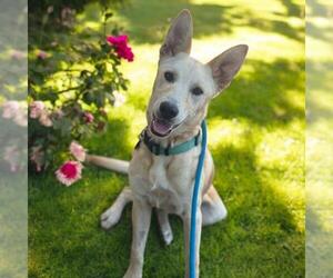 Golden Labrador Dogs for adoption in San Diego, CA, USA