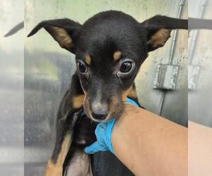 Mutt Dogs for adoption in San Antonio, TX, USA