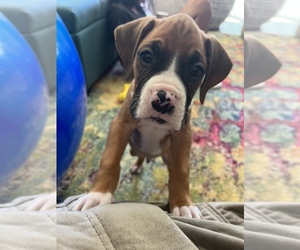 Boxer Puppy for sale in BAKERSFIELD, CA, USA
