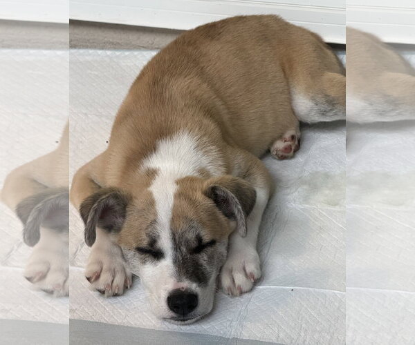 Medium Photo #3 Mutt Puppy For Sale in Corona, CA, USA