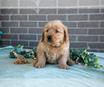 Small Photo #2 Golden Retriever Puppy For Sale in MILLERSBURG, OH, USA