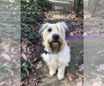 Small #5 Soft Coated Wheaten Terrier