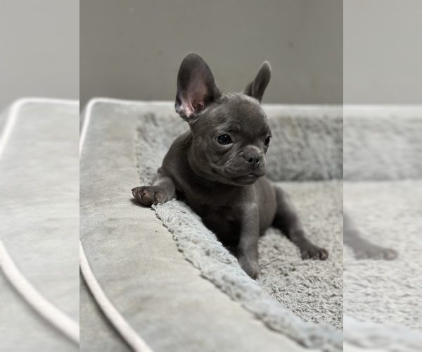 Medium Photo #1 French Bulldog Puppy For Sale in SOUTHGATE, MI, USA