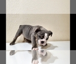 Small Photo #10 English Bulldog Puppy For Sale in BAKERSFIELD, CA, USA