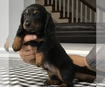 Puppy Teddy Dachshund