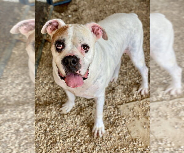 Medium Photo #1 Boxer Puppy For Sale in Austin, TX, USA