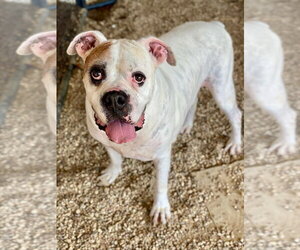 Boxer Dogs for adoption in Austin, TX, USA