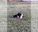 Small Photo #7 Great Dane Puppy For Sale in TUSCUMBIA, AL, USA